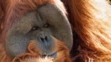 Orangutan