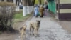 Бродячие собаки. Иллюстративное фото