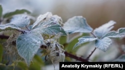 Первый иней на зеленых кустах: морозное утро в крымской Грушевке (фотогалерея)